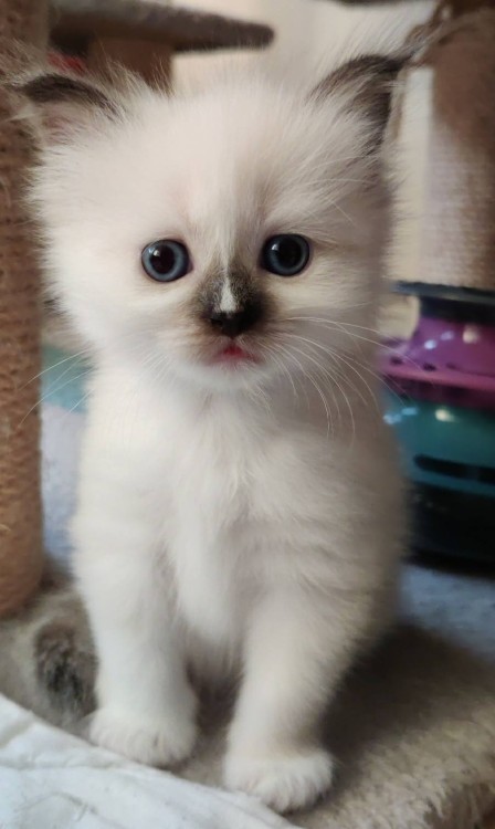 Kitty